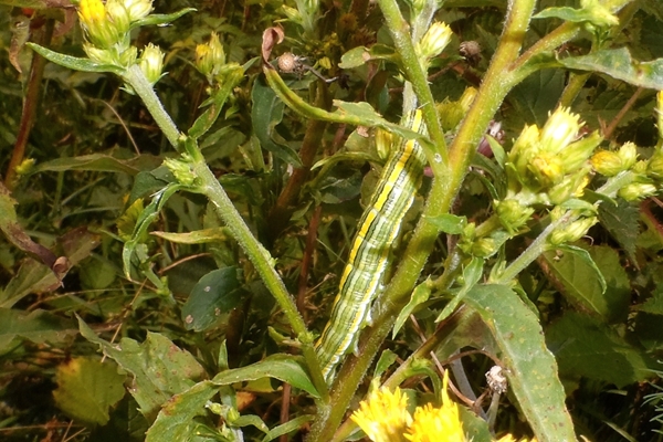 Cucullia (Cucullia) asteris, Noctuidae